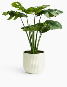 Zolu Artificial Plant